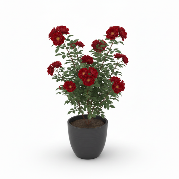 Boston Fern 'Bostoniensis'