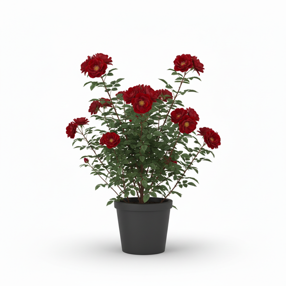 Boston Fern 'Bostoniensis'