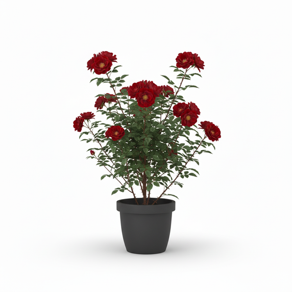 Alocasia Polly 'Polly'