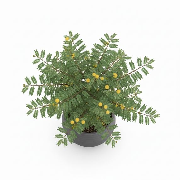 Boston Fern 'Fluffy Ruffles'