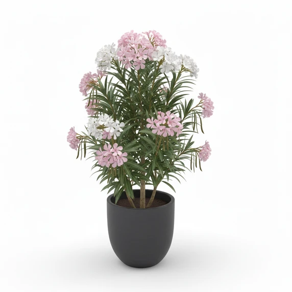 Oleander 'White'