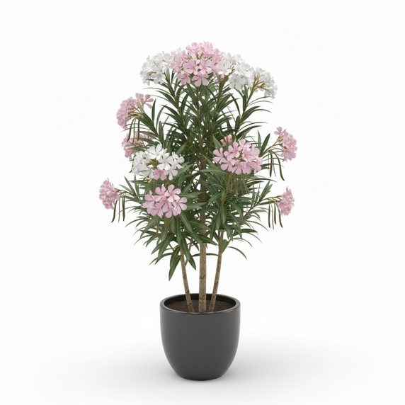 Oleander Tree