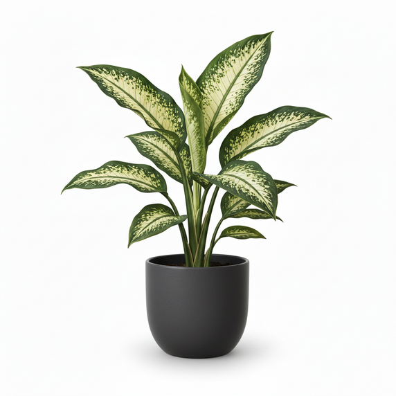 Dumb Cane 'Golden'