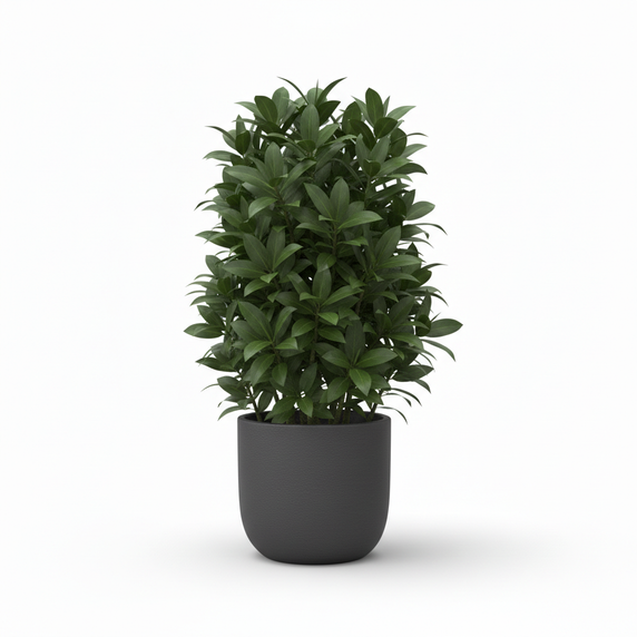 Dracaena Compacta 'Compacta'