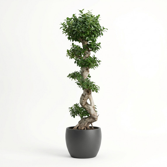 Ficus microcarpa