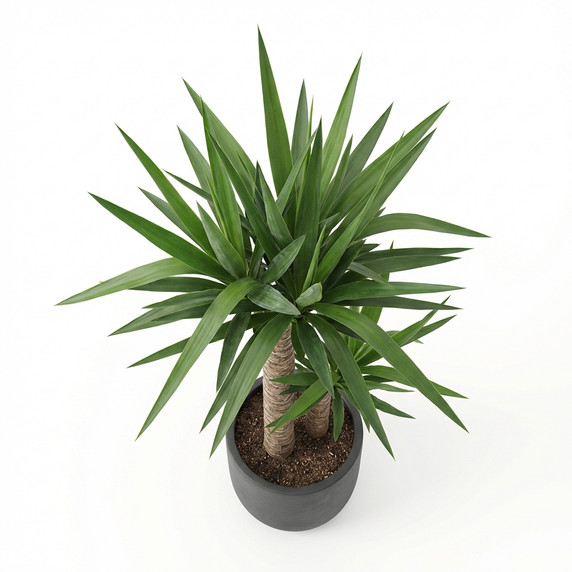 Yucca elephantipes