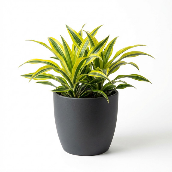 Dracaena fragrans 'Lemon Lime' 'Lemon Lime'