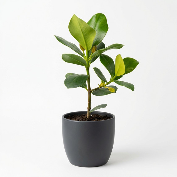 Baby Rubber Plant