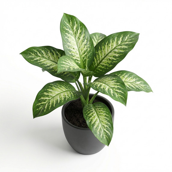 Dieffenbachia seguine