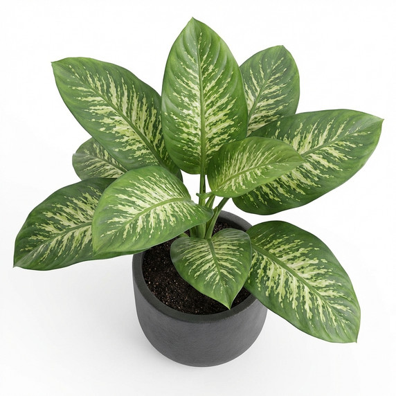 Dieffenbachia seguine