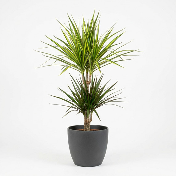 Dracaena marginata