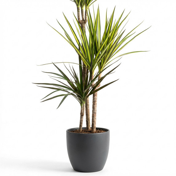 Dracaena marginata
