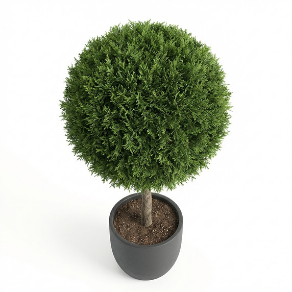 Cupressus macrocarpa 'Goldcrest'