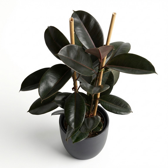 Ficus elastica 'Burgundy'