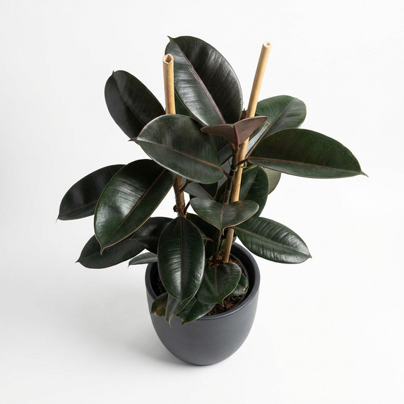 Ficus elastica 'Burgundy'