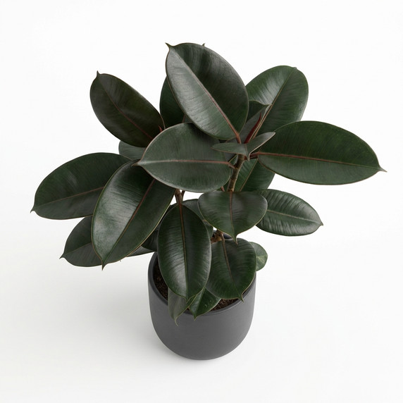 Ficus elastica 'Burgundy'