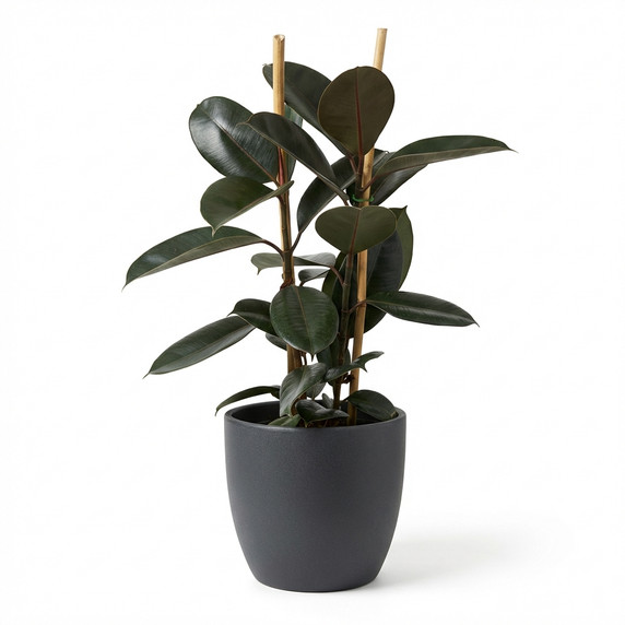 Ficus elastica 'Burgundy'