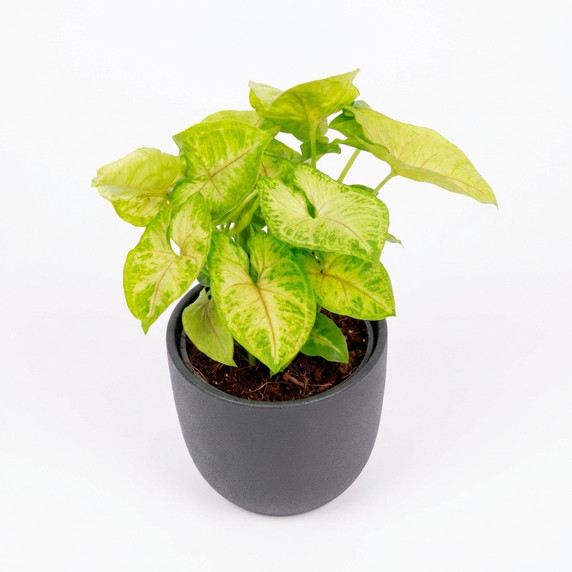 Syngonium podophyllum