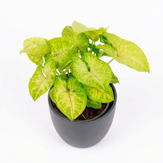Syngonium podophyllum