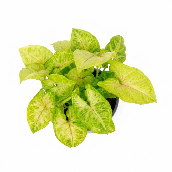 Syngonium podophyllum