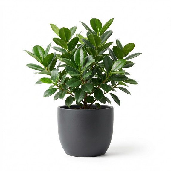 Ficus microcarpa