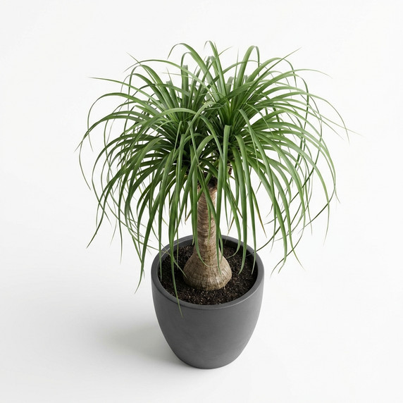 Beaucarnea recurvata