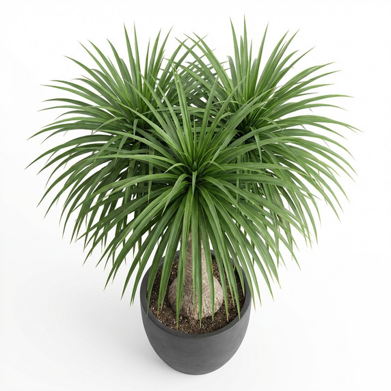 Beaucarnea recurvata