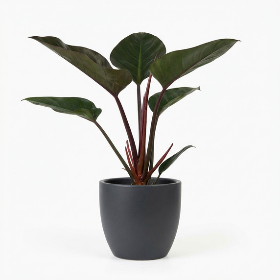Philodendron tatei 'Congo Rojo'