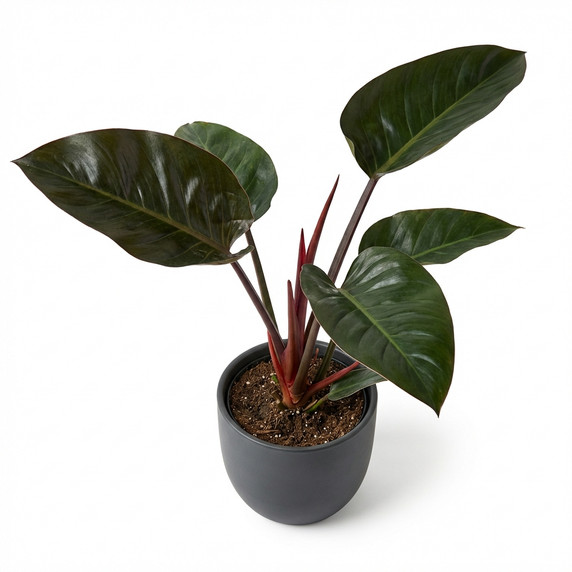 Philodendron tatei 'Congo Rojo'
