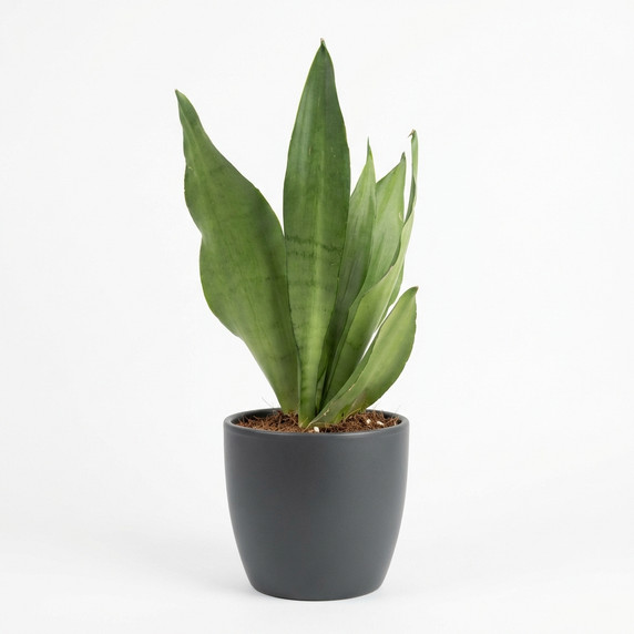 Dracaena trifasciata 'Hahnii'