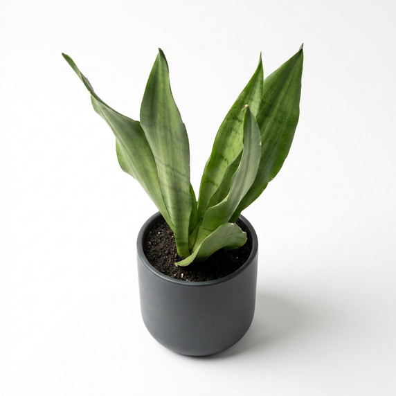 Dracaena trifasciata 'Hahnii'