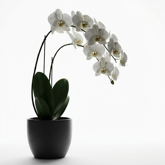 Phalaenopsis hybrids