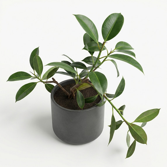 Ficus elastica