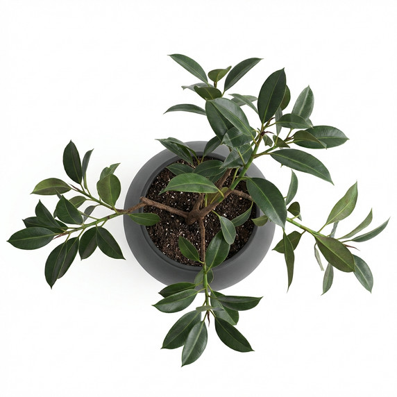 Ficus elastica