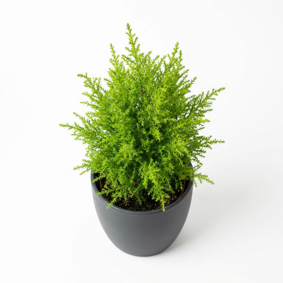 Cupressus macrocarpa 'Goldcrest'