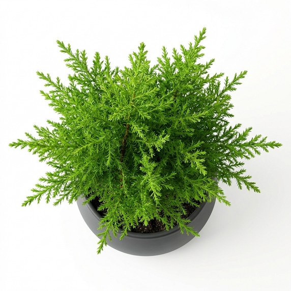 Cupressus macrocarpa 'Goldcrest'