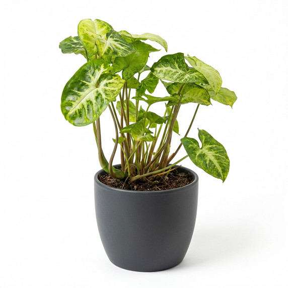 Syngonium podophyllum