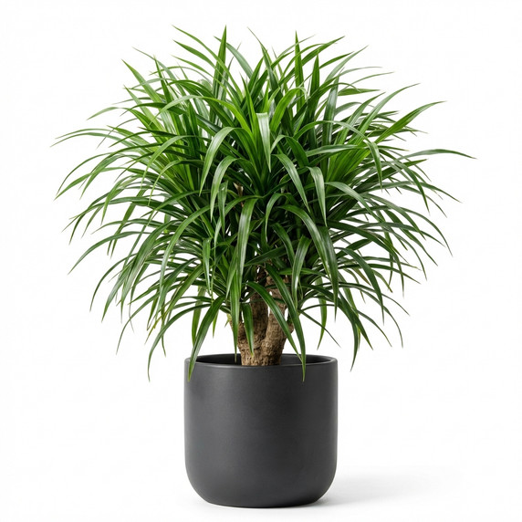 Dracaena marginata