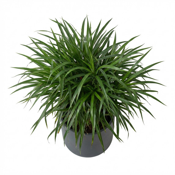 Dracaena marginata
