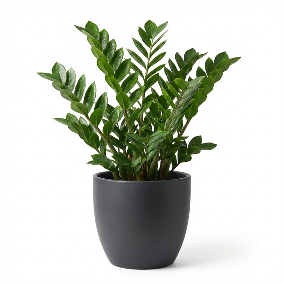 Zamioculcas zamiifolia