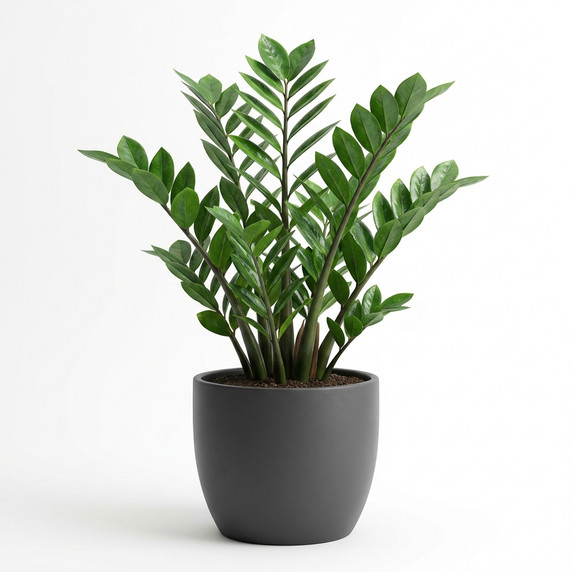 Zamioculcas zamiifolia