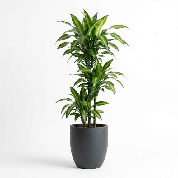 Dracaena fragrans
