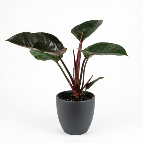 Philodendron 'Rojo Congo'