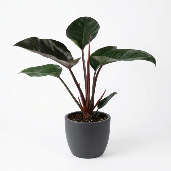 Philodendron 'Rojo Congo'