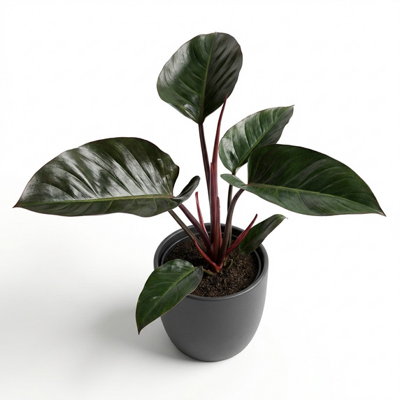 Philodendron 'Rojo Congo'