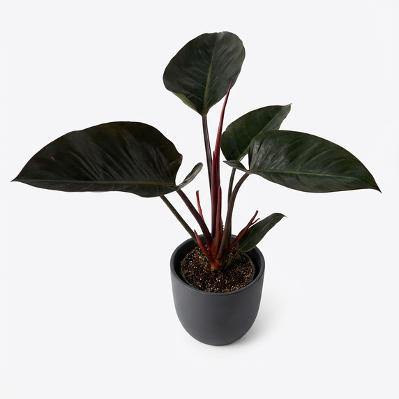 Philodendron 'Rojo Congo'