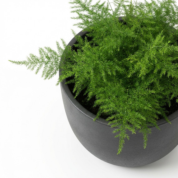 Asparagus densiflorus