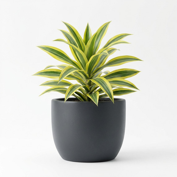 Dracaena fragrans 'Lemon Lime'