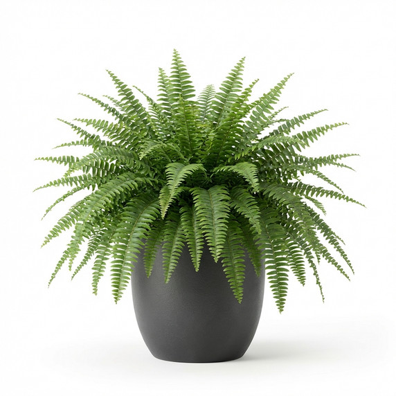 Nephrolepis exaltata