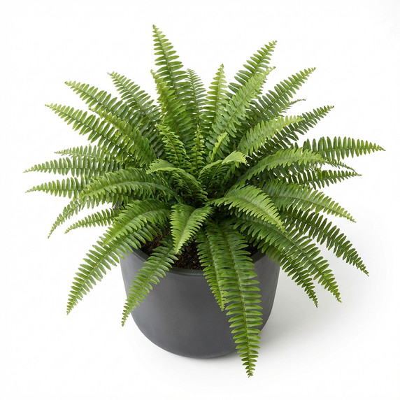 Nephrolepis exaltata